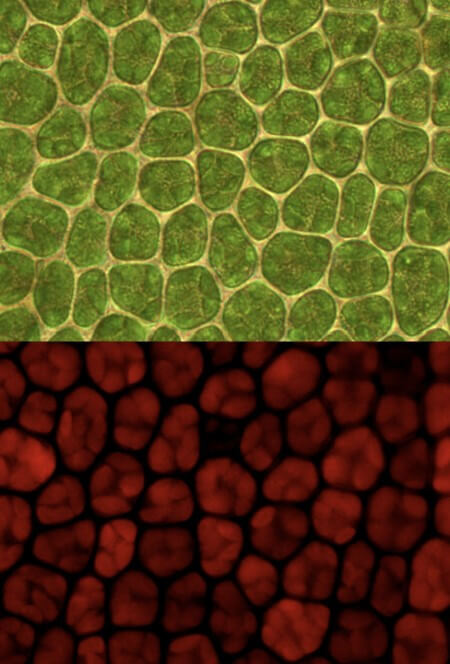 chlorofyl-fluorescentie-