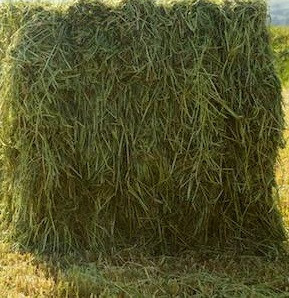 hay1.jpg